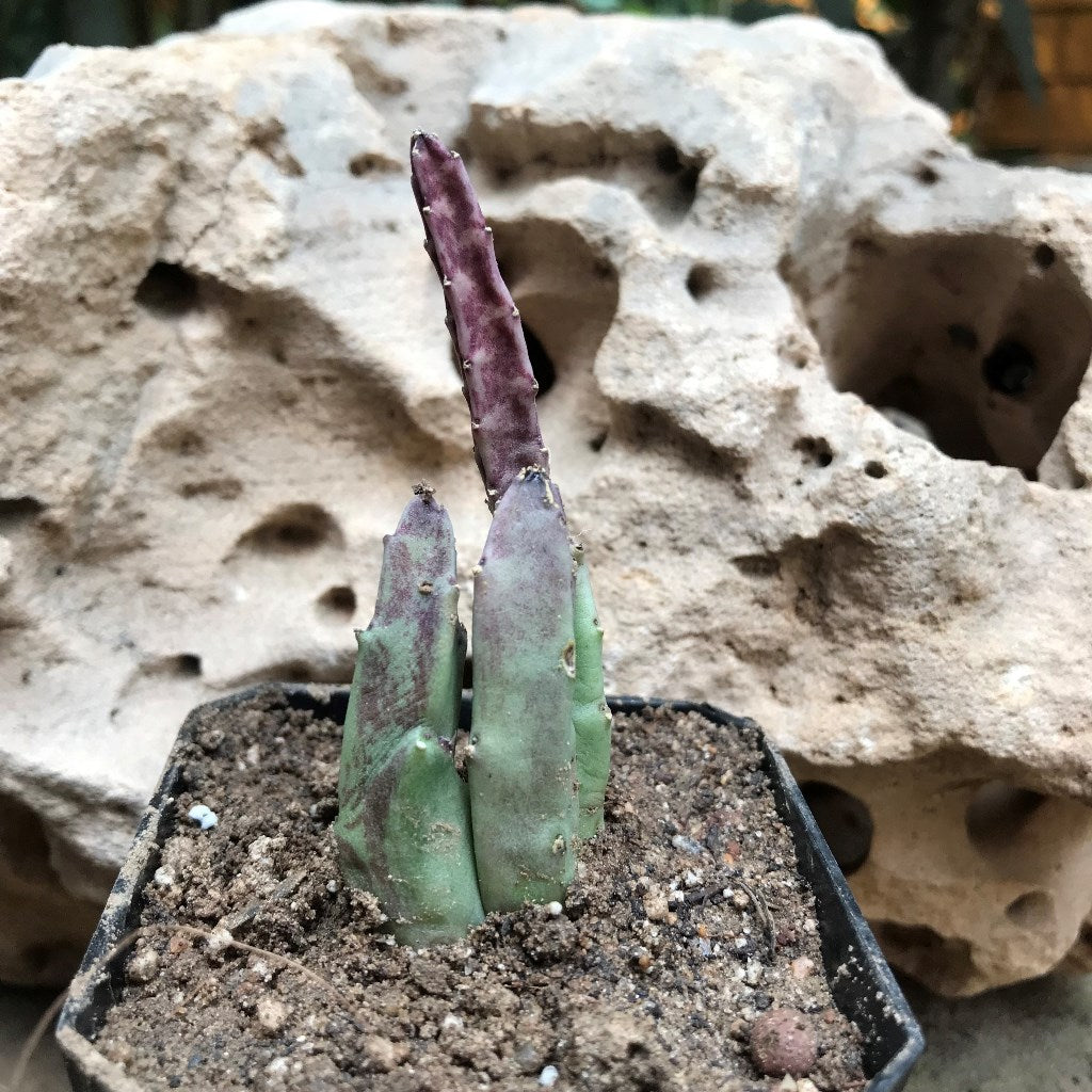  Stapelia Hirsuta Succulent Plant