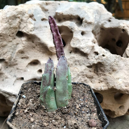  Stapelia Hirsuta Succulent Plant