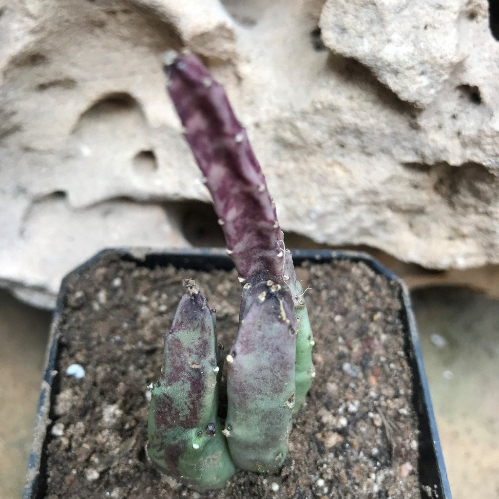  Stapelia Hirsuta Succulent Plant