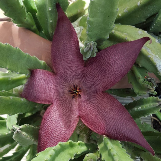  Stapelia Hirsuta Succulent Plant