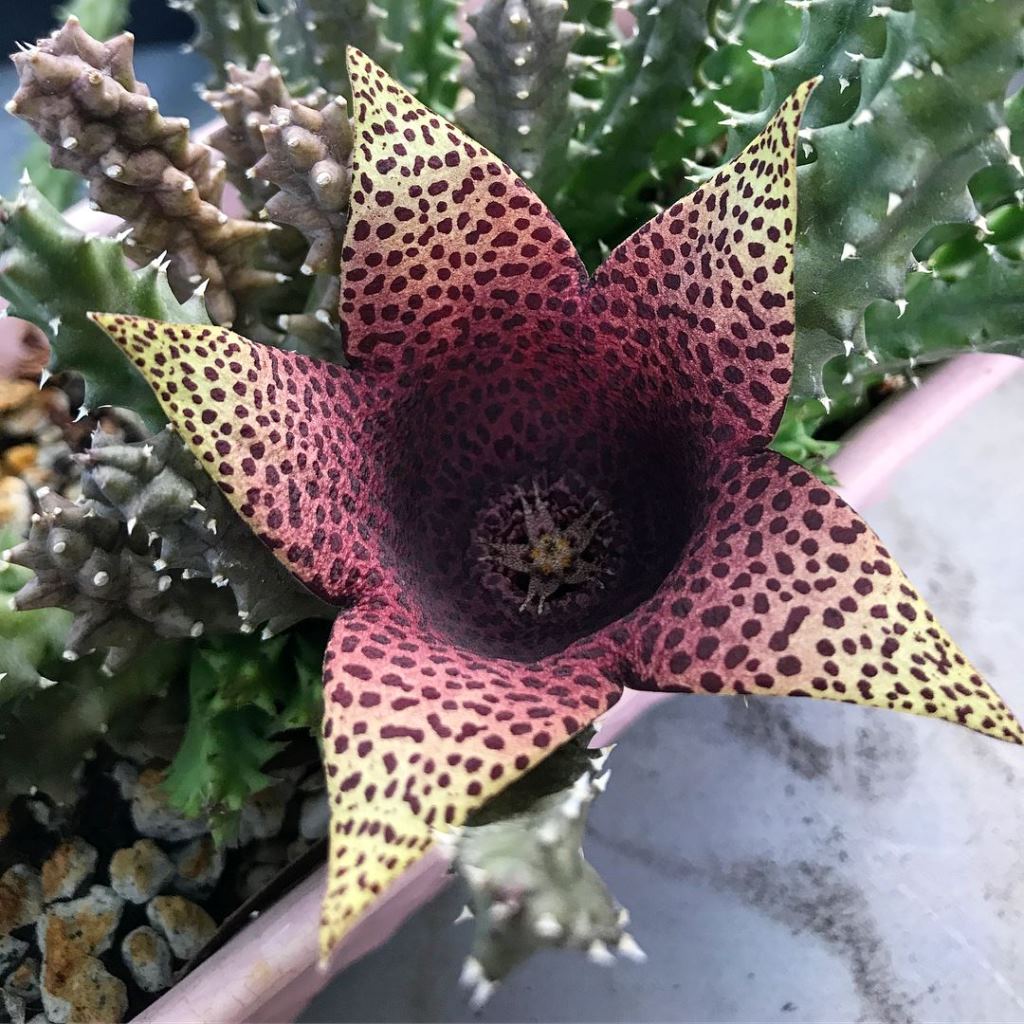  Stapelia Purple Nurple Succulent Plant