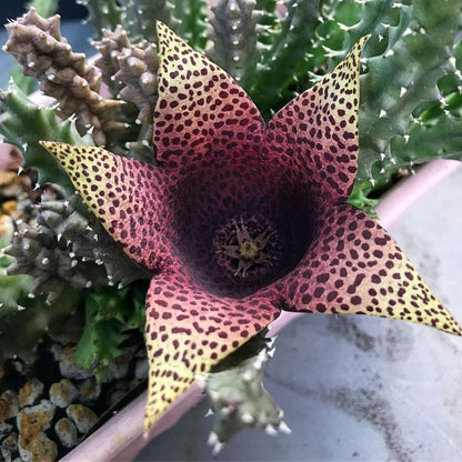  Stapelia Purple Nurple Succulent Plant