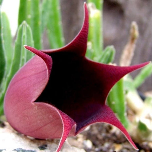  Stapelia Leendertziae Succulent Plant