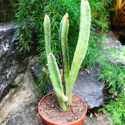 Stapelia Leendertziae Succulent Plant