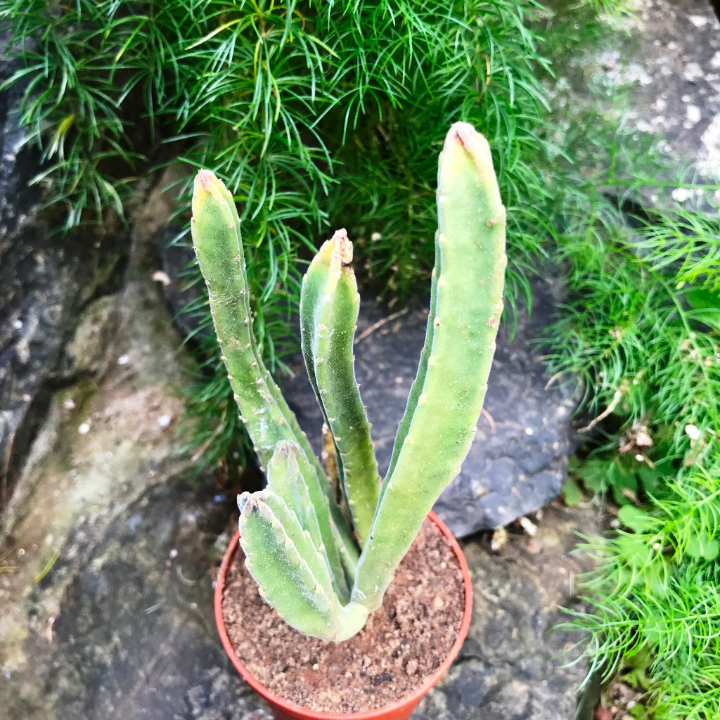  Stapelia Leendertziae Succulent Plant