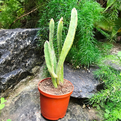  Stapelia Leendertziae Succulent Plant