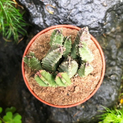  Stapelia Schinzii Var Angolensis Succulent Plant