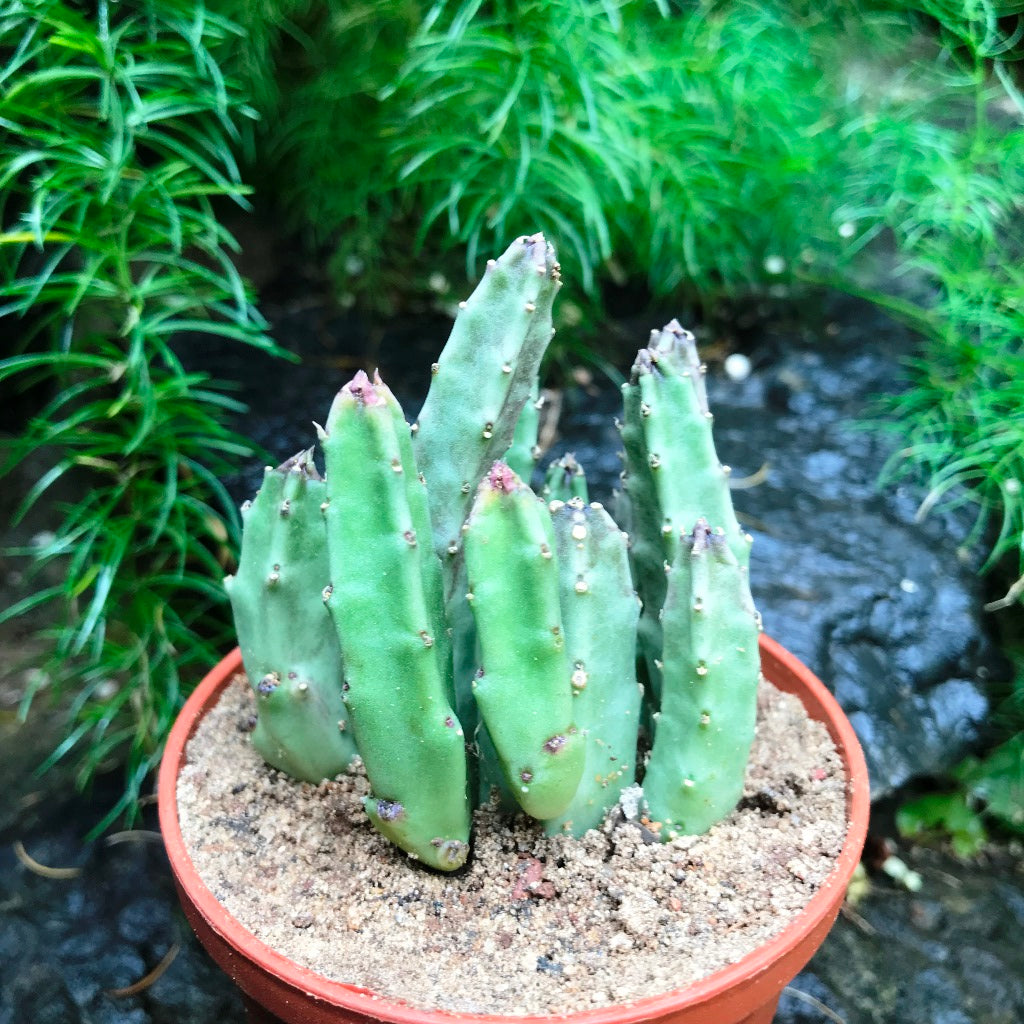  Stapelia Schinzii Var Angolensis Succulent Plant