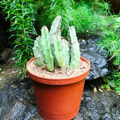  Stapelia Schinzii Var Angolensis Succulent Plant