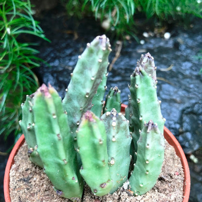  Stapelia Schinzii Var Angolensis Succulent Plant