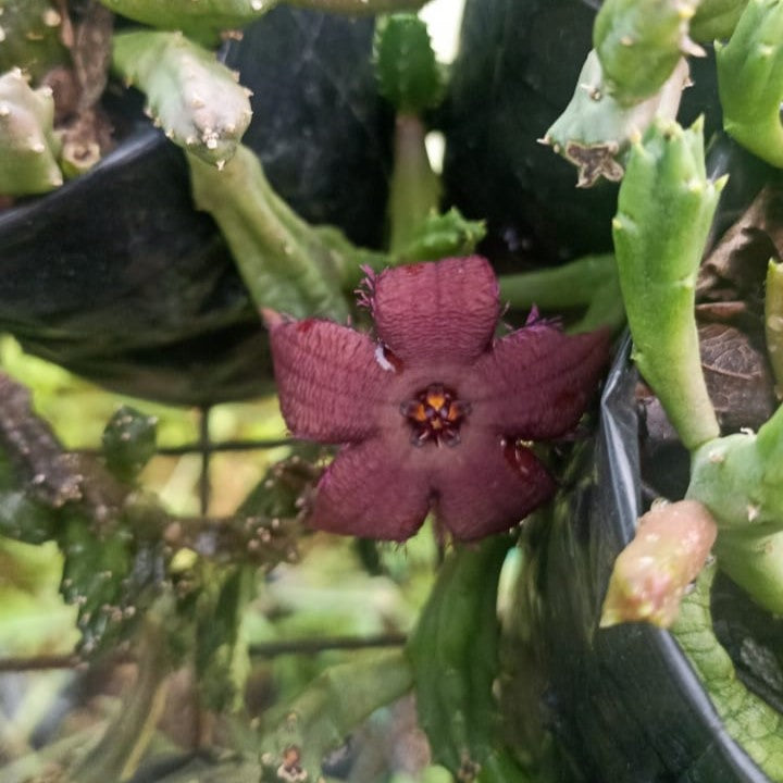  Stapelia Paniculata Subs. Scitula Succulent Plant