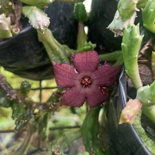  Stapelia Paniculata Subs. Scitula Succulent Plant