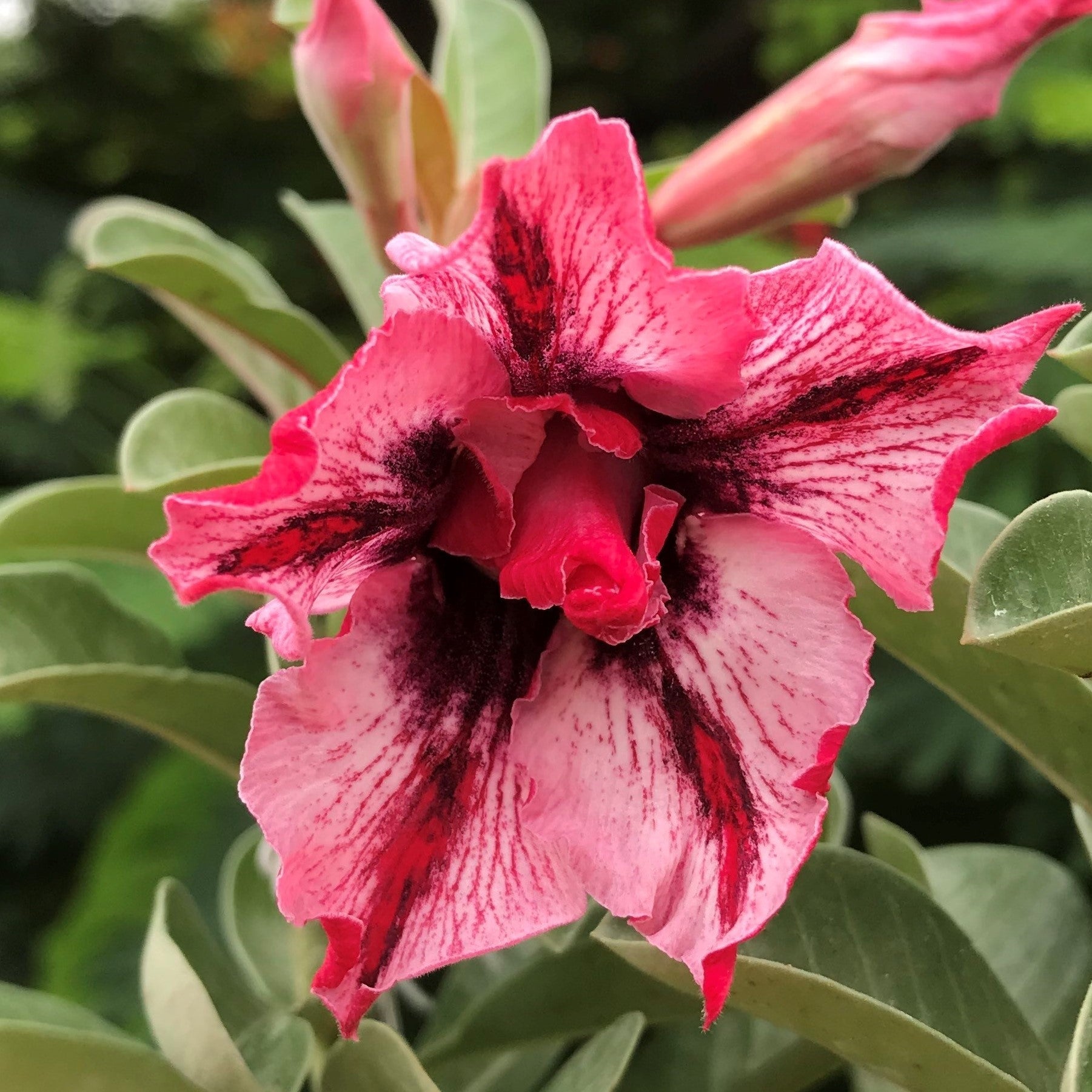  Strawberry Delight Adenium Plant