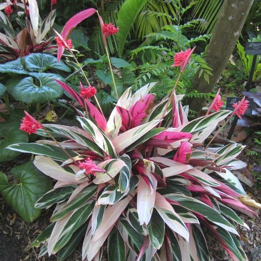  Stromanthe Tristar Plant