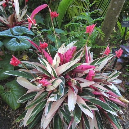 Stromanthe Tristar Plant