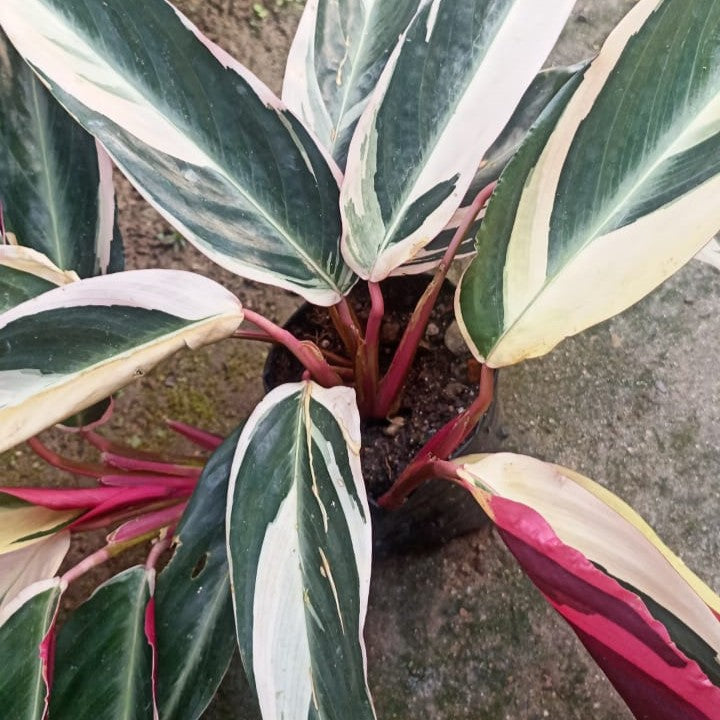  Stromanthe Tristar Plant
