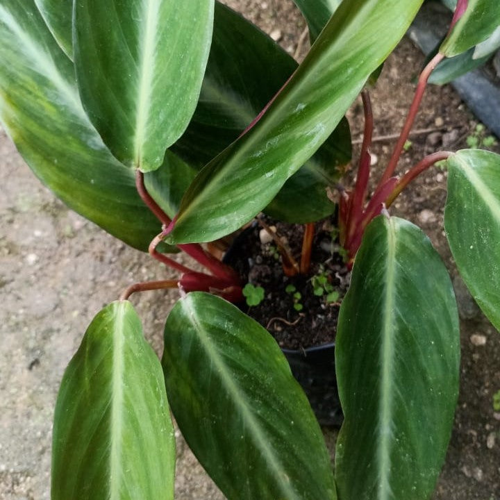  Stromanthe 'Stripestar' Plant