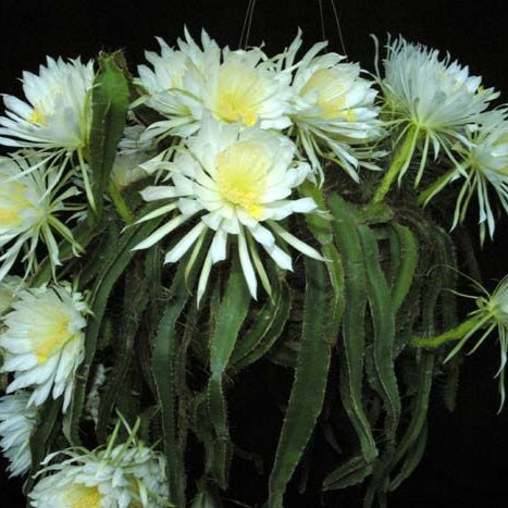  Strophocactus Testudo (Dog Tail Cactus) Plant