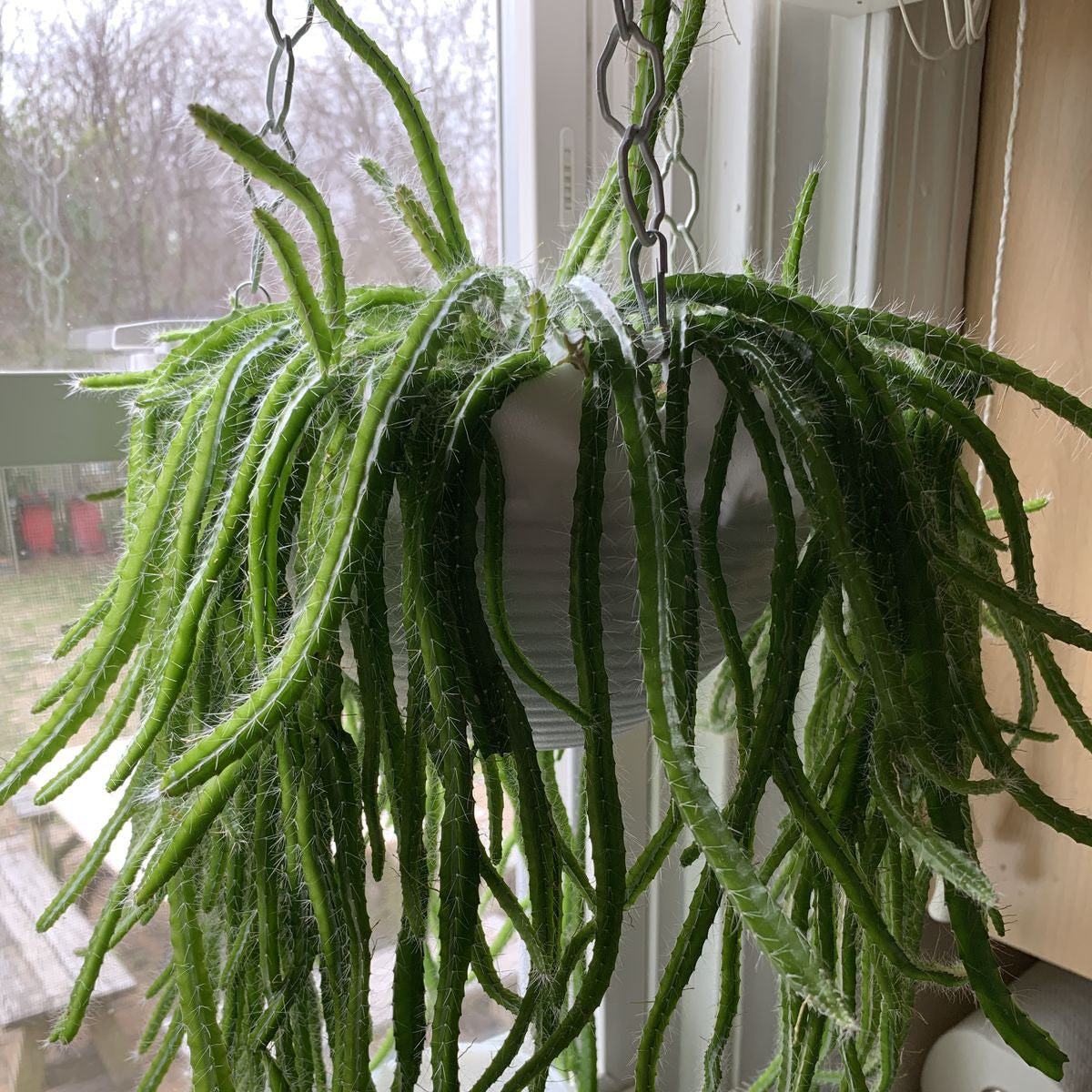  Strophocactus Testudo (Dog Tail Cactus) Plant
