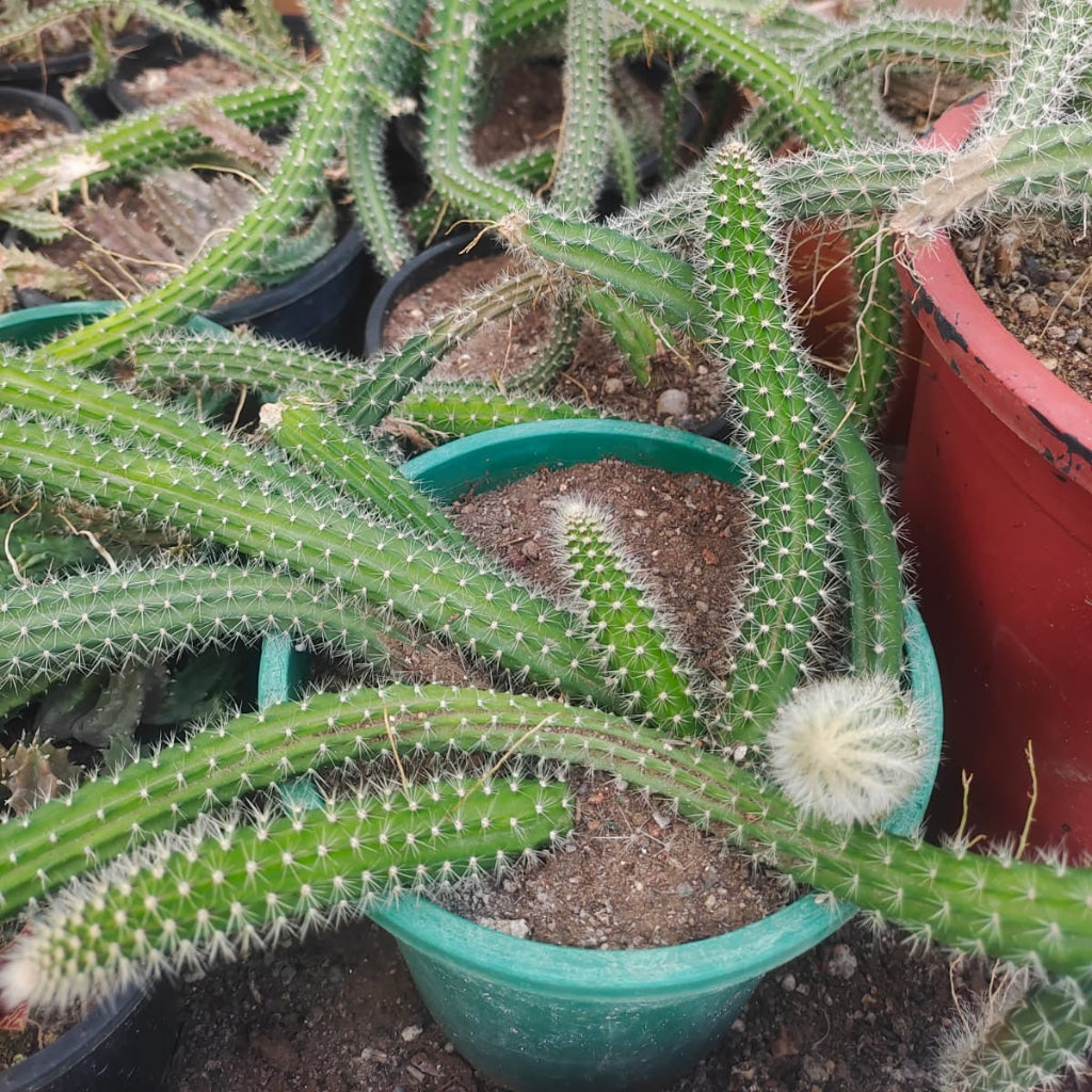  Strophocactus Testudo (Dog Tail Cactus) Plant