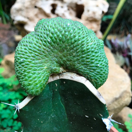  Sulcorebutia Cristata Cactus Plant