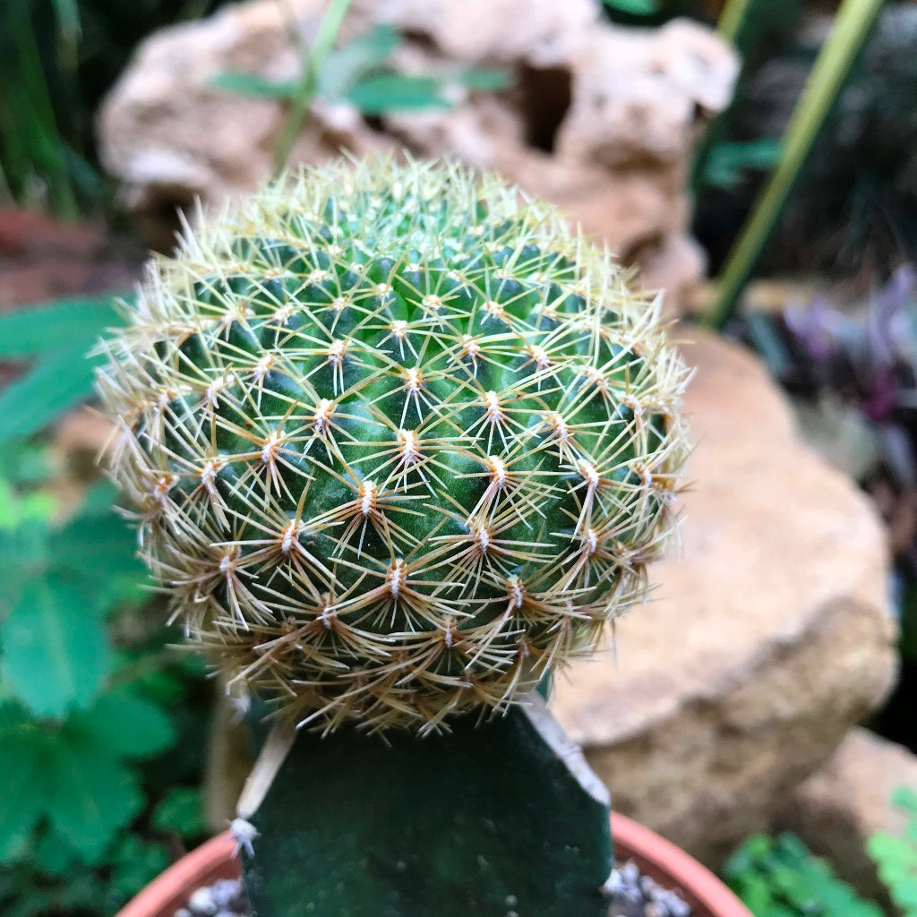  Sulcorebutia Pampagrandensis Cactus Plant