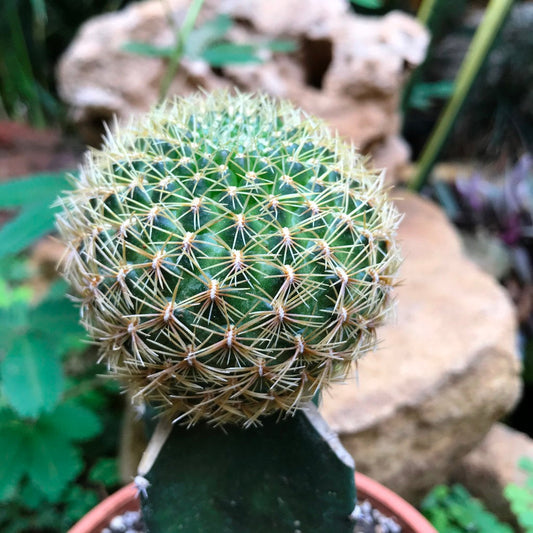  Sulcorebutia Pampagrandensis Cactus Plant