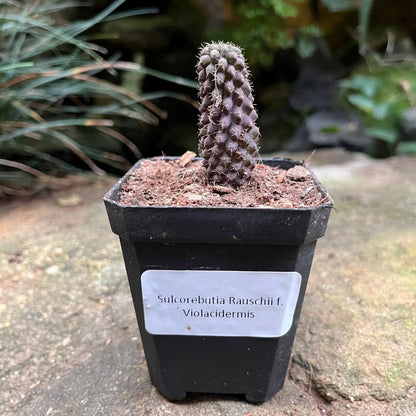  Sulcorebutia Rauschii F. Violacidermis Cactus Plant