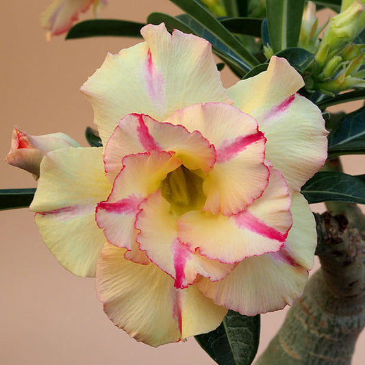  Sunset Blush Adenium Plant