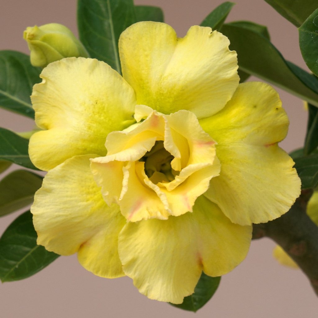  Sunshine Glow Adenium Plant