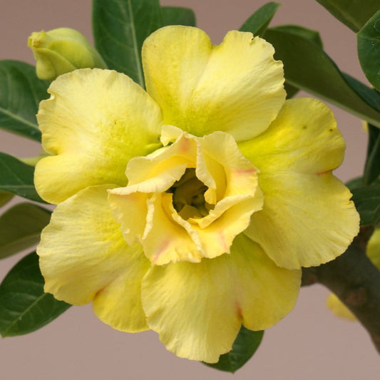  Sunshine Glow Adenium Plant