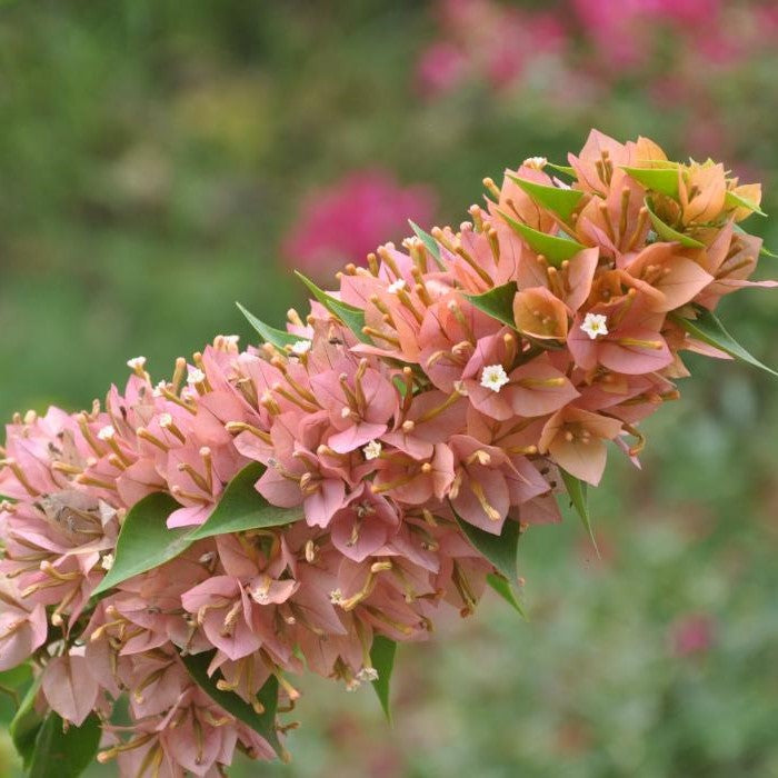  Bougainvillea Sunvillea Pink Dwarf Plant