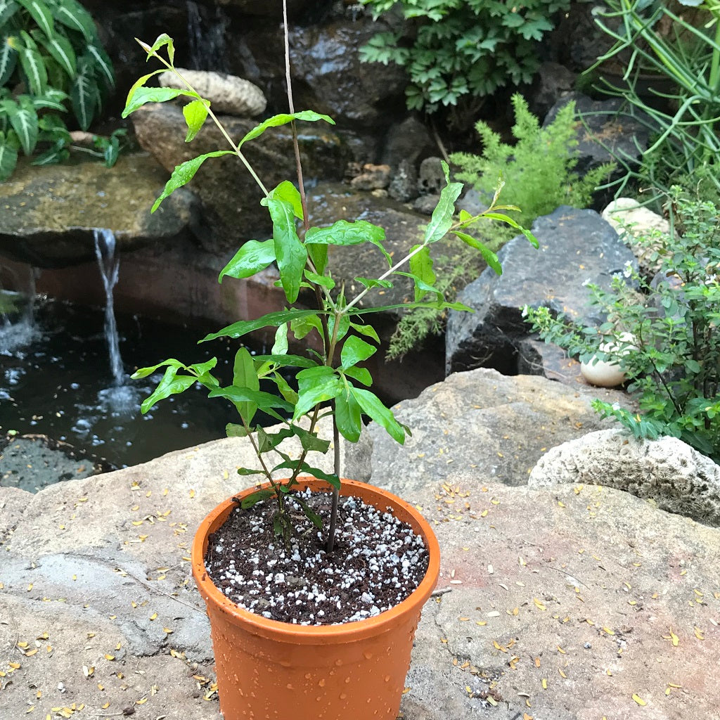  Pomegranate Super Sindhuri Tissue Culture Plant