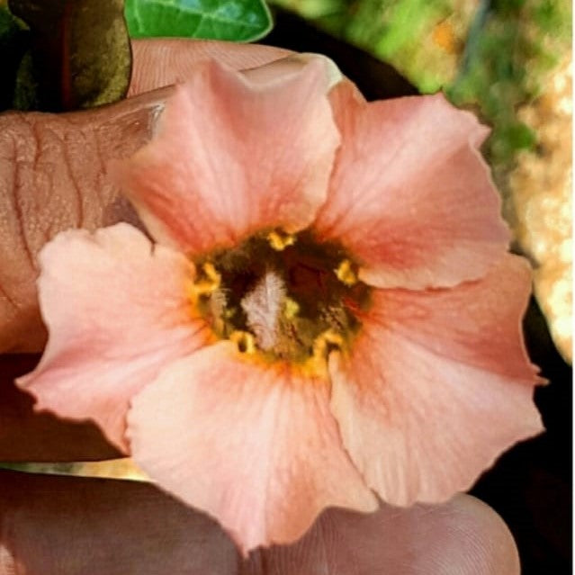  Swazicum Hybrid 'Akoya Pearl' Adenium Plant