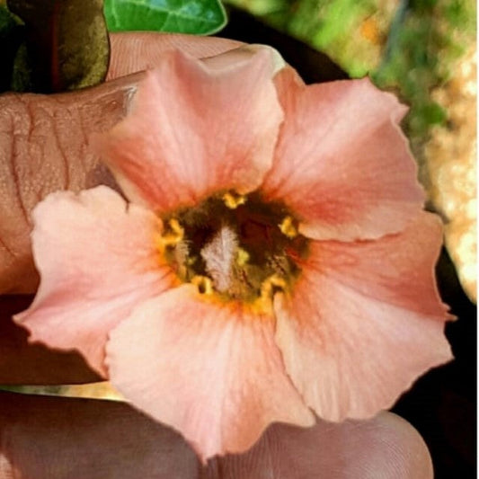  Swazicum Hybrid 'Akoya Pearl' Adenium Plant