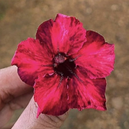  Swazicum Hybrid 'Alluring Red' Adenium Plant
