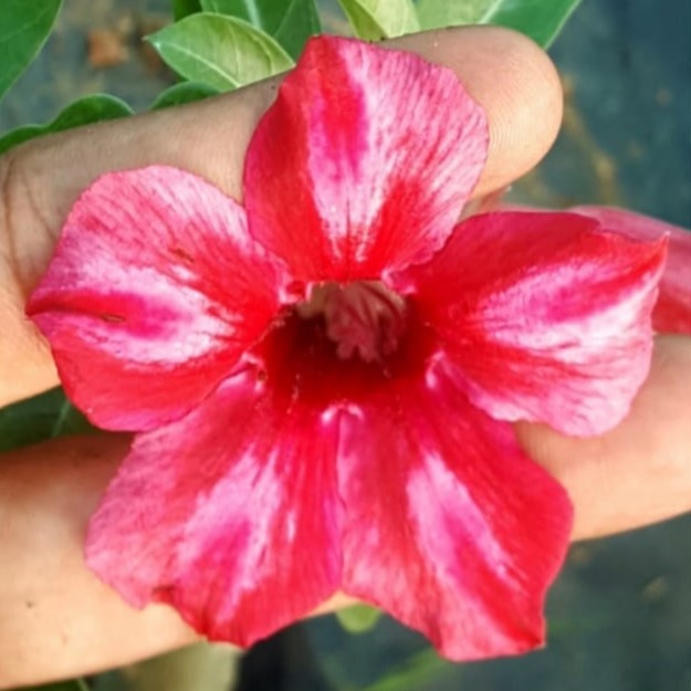  Swazicum Hybrid 'Alluring Red' Adenium Plant
