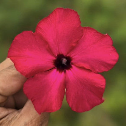  Swazicum Hybrid 'Crimson Cascade' Adenium Plant