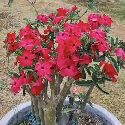  Swazicum Hybrid 'Crimson Cascade' Adenium Plant