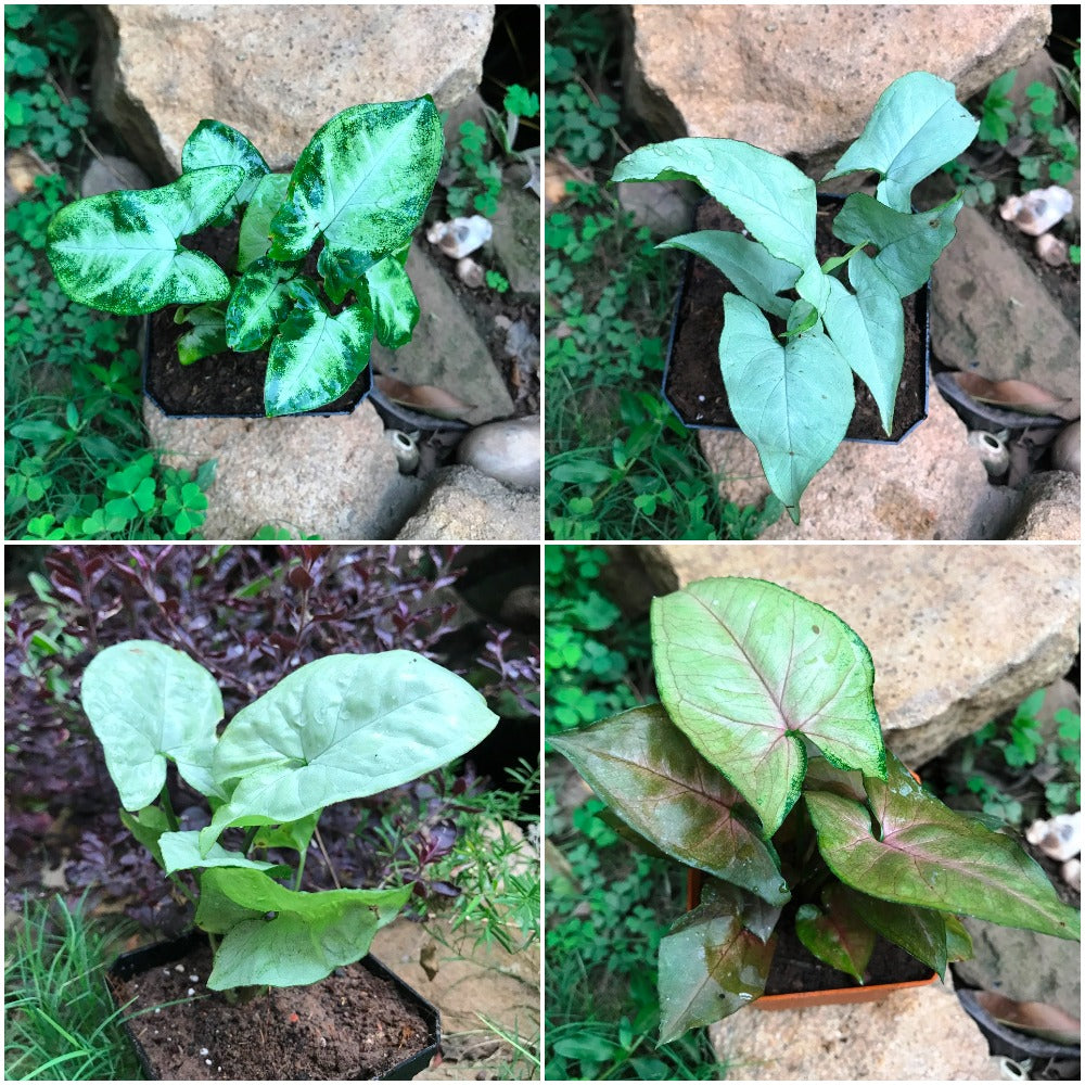  Assorted Syngoniums - Pixie+Silver Pearl+Bronze Maria+Narrow Leaf (Pack Of 4) Plants
