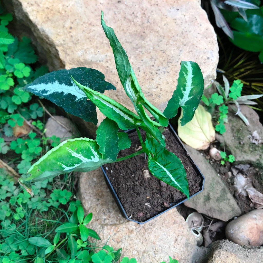  Syngonium Silver Goosefoot Plant