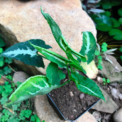  Syngonium Silver Goosefoot Plant