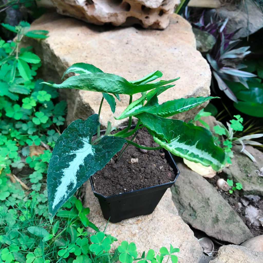  Syngonium Silver Goosefoot Plant