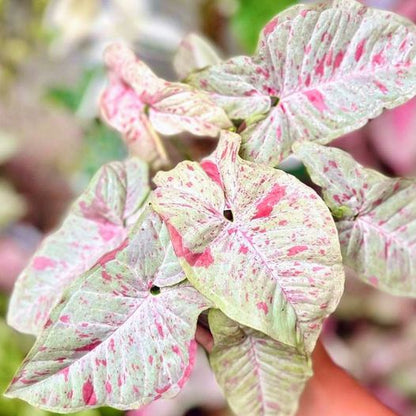  Syngonium Milk Confetti Plant