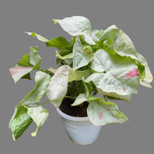 Syngonium Milk Confetti Plant