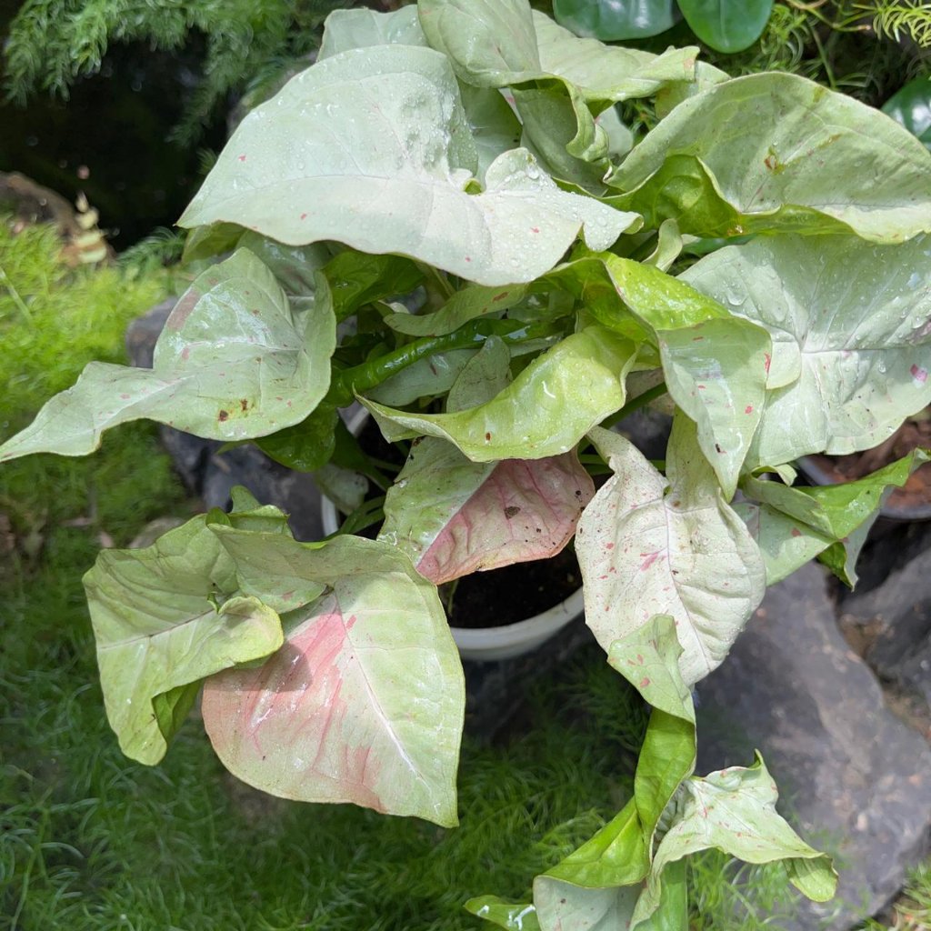  Syngonium Milk Confetti Plant