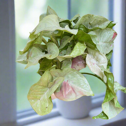  Syngonium Milk Confetti Plant