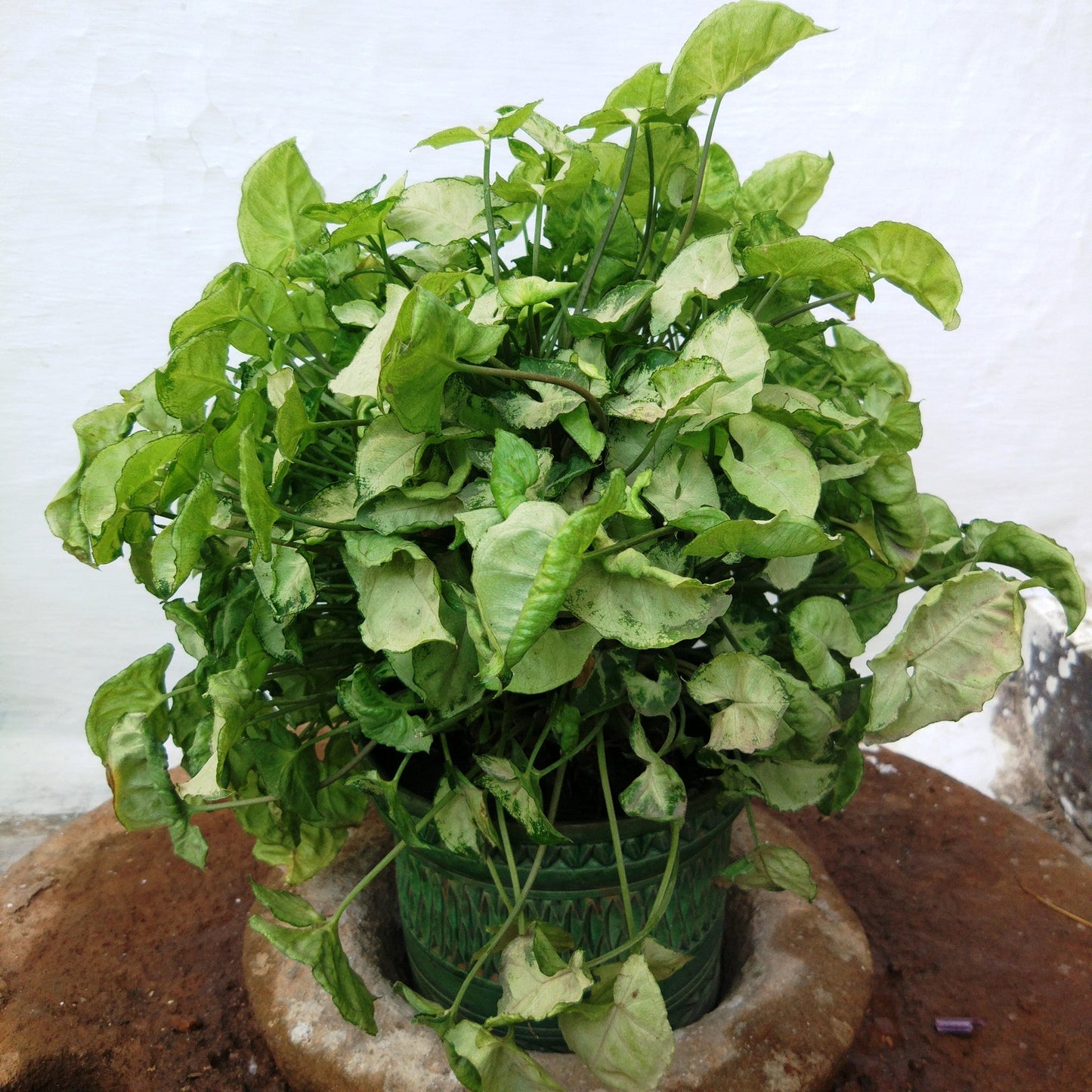  Syngonium Mini Pixie Plant