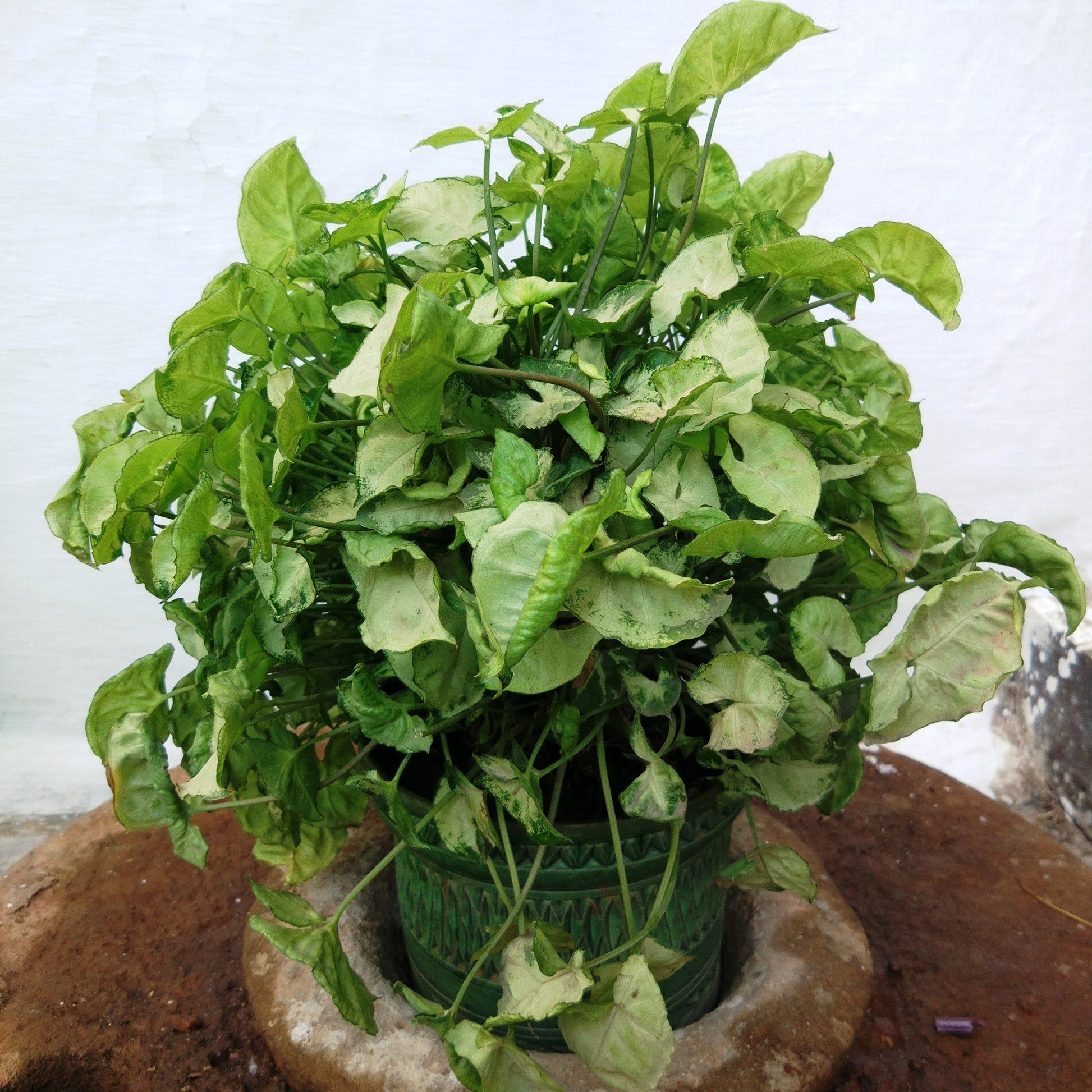  Syngonium Mini Pixie Plant