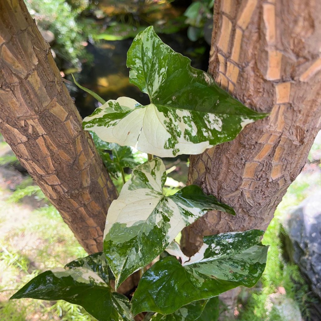 Syngonium Podophyllum Albo Plant